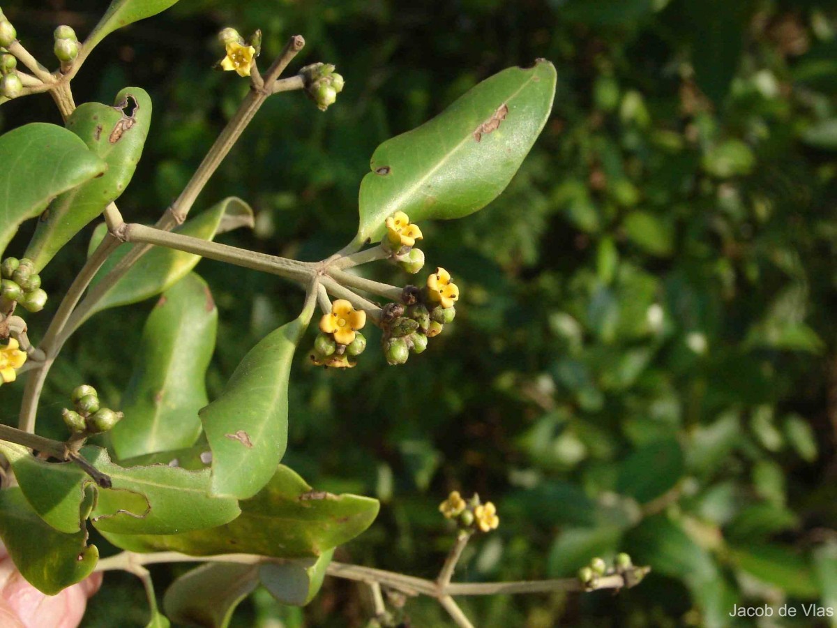 Avicennia marina (Forssk.) Vierh.